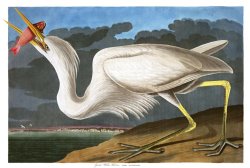 Great White Heron by John James Audubon