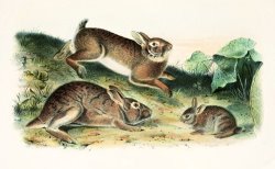 Grey Rabbit by John James Audubon