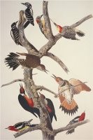 Hairy Woodpecker by John James Audubon