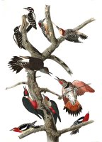 Hairy Woodpecker, Red Bellied Woodpecker, Red Shafted Woodpecker, Lewis' Woodpecker, Red Breasted Woodpecker by John James Audubon