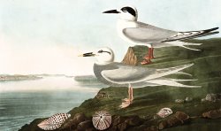 Havell's Tern, Or Trudeau's Tern by John James Audubon