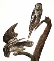 Hawk Owl by John James Audubon