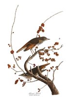 Hermit Thrush by John James Audubon