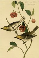 Hermit Wood Warbler by John James Audubon