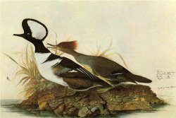 Hoodedmerganser by John James Audubon