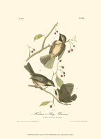 Hudson S Bay Titmouse by John James Audubon