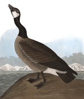 Hutchins's Barnacle Goose by John James Audubon