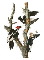 Ivory Billed Woodpecker by John James Audubon