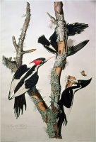 Ivory Billed Woodpecker From Birds of America 1829 by John James Audubon