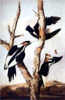 Ivory Billed Woodpeckers by John James Audubon
