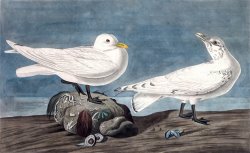 Ivory Gull by John James Audubon