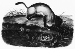 John Woodhouse Audubon Black Footed Ferret by John James Audubon