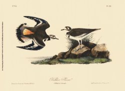Kildeer Plover by John James Audubon