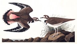 Kildeer Plover by John James Audubon