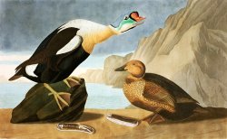 King Duck by John James Audubon