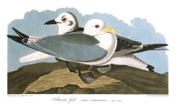 Kittiwake Gull by John James Audubon