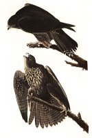 Labrador Falcon by John James Audubon