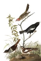 Lark Finch, Prairie Finch, Brown Song Sparrow by John James Audubon