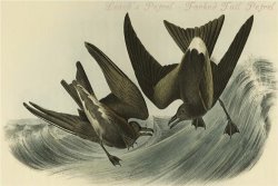 Leach S Petrel Forked Tail Petrel by John James Audubon