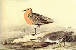 Leach S Petril by John James Audubon