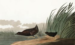 Least Water Hen by John James Audubon