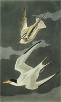 Lesser Tern Little Tern Sterna Albifrons From The Birds of America by John James Audubon