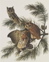 Little Screech Owl Or Mottled Owl by John James Audubon
