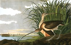 Long Billed Curlew by John James Audubon