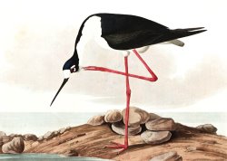 Long Legged Avocet by John James Audubon