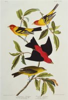 Louisiana Scarlet Tanager Tanagra Ludoviciana Rubra Plate Cccliv From The Birds of America by John James Audubon