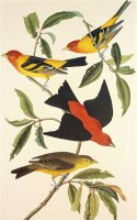 Louisiana Tanager Scarlet Tanager by John James Audubon