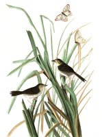 Macgillivray's Finch by John James Audubon