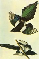 Mallard by John James Audubon