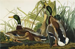 Mallard Duck Mallard Anas Platyrhynchos Plate Ccxxi From The Birds of America by John James Audubon