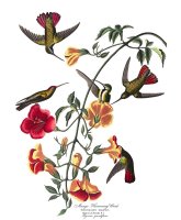 Mango Humming Bird by John James Audubon