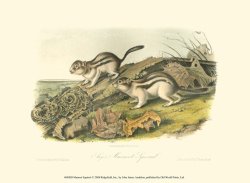 Marmot Squirrel by John James Audubon