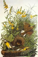 Meadow Lark by John James Audubon