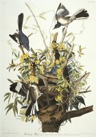 Mocking Bird Northern Mockingbird Mimus Polyglottos Plate Xxi From The Birds of America by John James Audubon