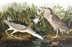 Night Heron, Or Qua Bird by John James Audubon