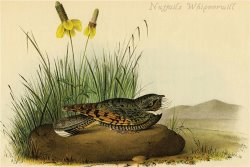 Nuttails Whipoorwill by John James Audubon