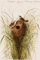 Nuttal S Lesser Marsh Wren by John James Audubon