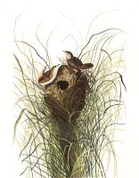 Nuttall's Lesser Marsh Wren by John James Audubon
