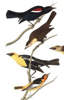 Nuttall's Starling, Yellow Headed Troopial, Bullock's Oriole by John James Audubon