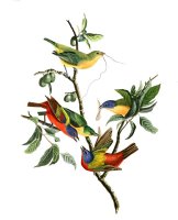 Painted Finch by John James Audubon