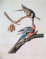 Passenger Pigeon by John James Audubon