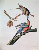 Passenger Pigeon From Birds of America by John James Audubon