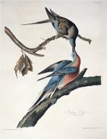 Passenger Pigeon From Birds of America Engraved by Robert Havell by John James Audubon
