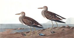 Pectoral Sandpiper by John James Audubon