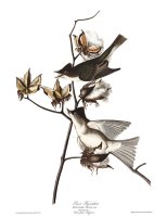 Pewit Flycatcher by John James Audubon