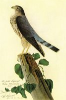 Pigeon Hawk by John James Audubon